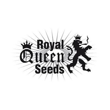 Royal Dwarf Automatic Fem.