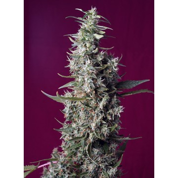 Sweet Cherry Pie® fem.