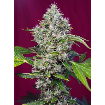 San Fernando Lemon Kush® Fem.