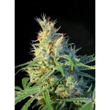 Ice Cool® Fem.