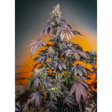 Red Gorilla Girl XL Auto®