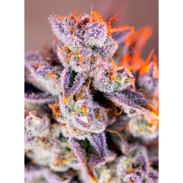 Tropicanna Poison XL Auto®...