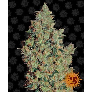 Tangerine Dream™ Fem.