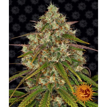 Liberty Haze™ Fem.