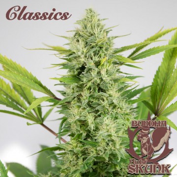 Auto Skunk fem. | Classics