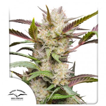 AutoMimosa Punch® fem.