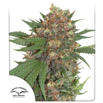Master Kush® Fem.