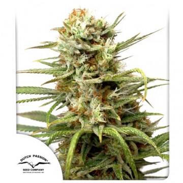 CBD AutoWhite Widow® Fem.