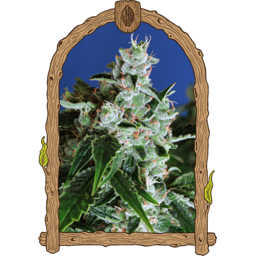Sir Jack Auto Fem.