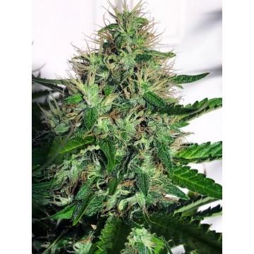 Cannabis Light Fem.