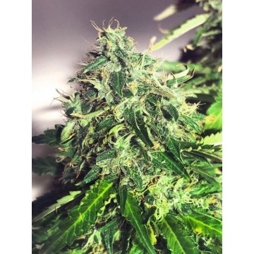 Auto Cannabis Light Fem.