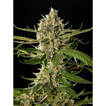 Lemon OG Candy Fem. | GOLO...