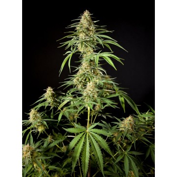 Philo Skunk Fem. | CLASSIC...