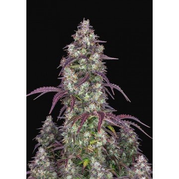 Lemon Pie Auto fem.