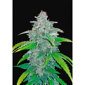 Blue Dream Matic Auto Fem.