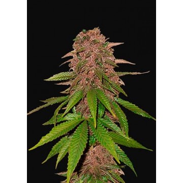 C4 Auto fem.