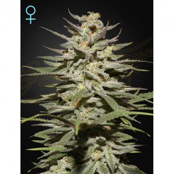 Super Lemon Haze CBD