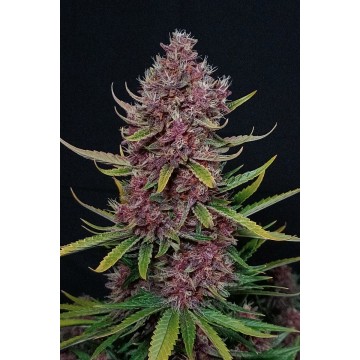 Ztrawberriez Auto fem.