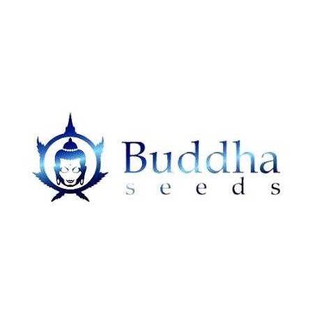 Buddha Seeds